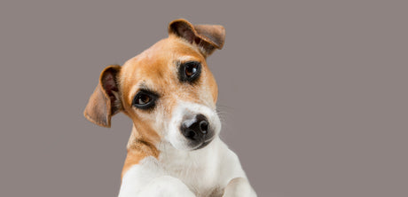 Pets; Dog