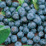 Wish Farms Blueberries