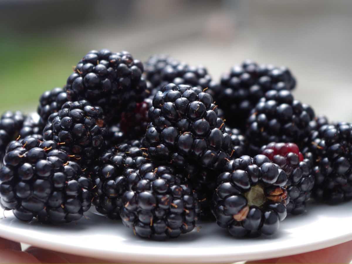 Pure Fresh Blackberries 6oz