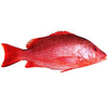 Red Whole Snapper