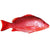 Red Whole Snapper