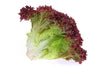 Red Leaf Lettuce- Local