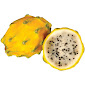 Dragon Fruit Yellow Each