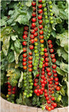Sunripe Cherry Tomatoes 1pt