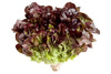 Redland Farm Oak leaf Lettuce 0.2kg